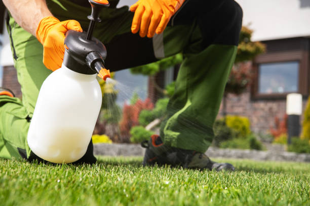 Best Wasp Removal Services  in El Macero, CA
