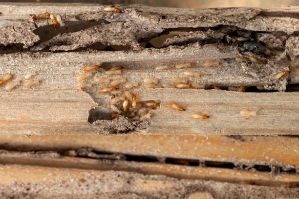 Best Pest Control Near Me  in El Macero, CA