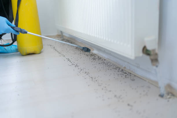 Best Ant Control Services  in El Macero, CA